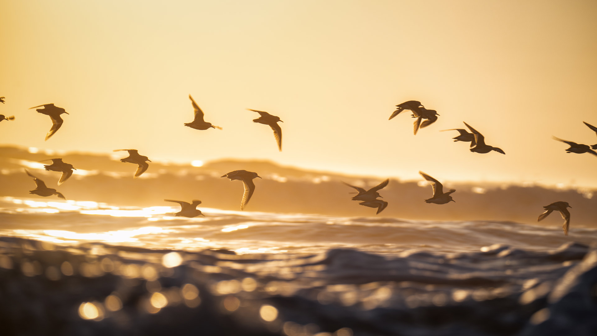 snowy plovers flying over waves at sunset