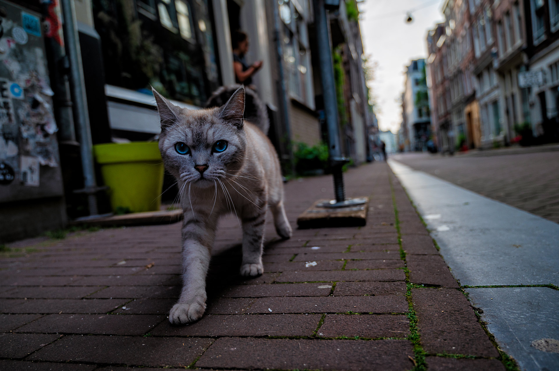 Cat on Streets of Amsterdam