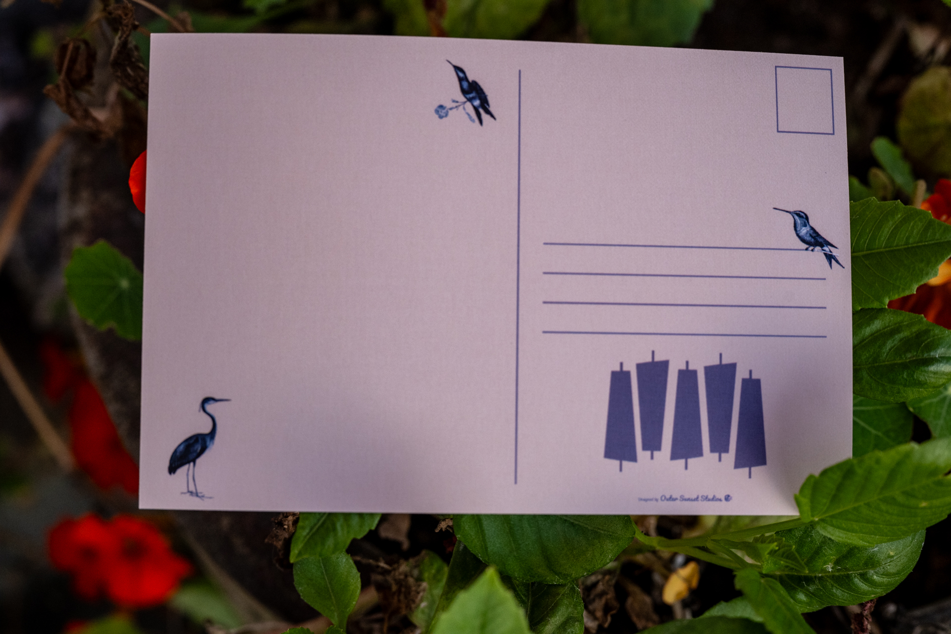 back of postcard with birds