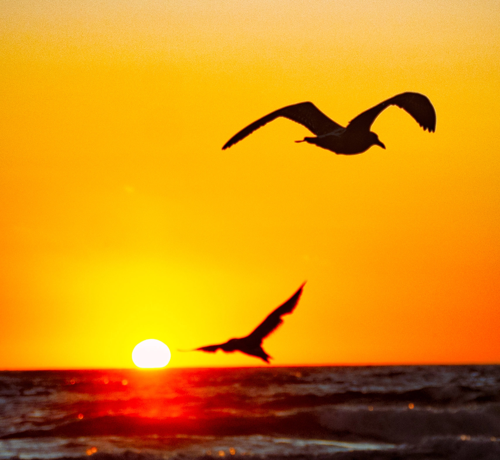 swagulls flying in sunset