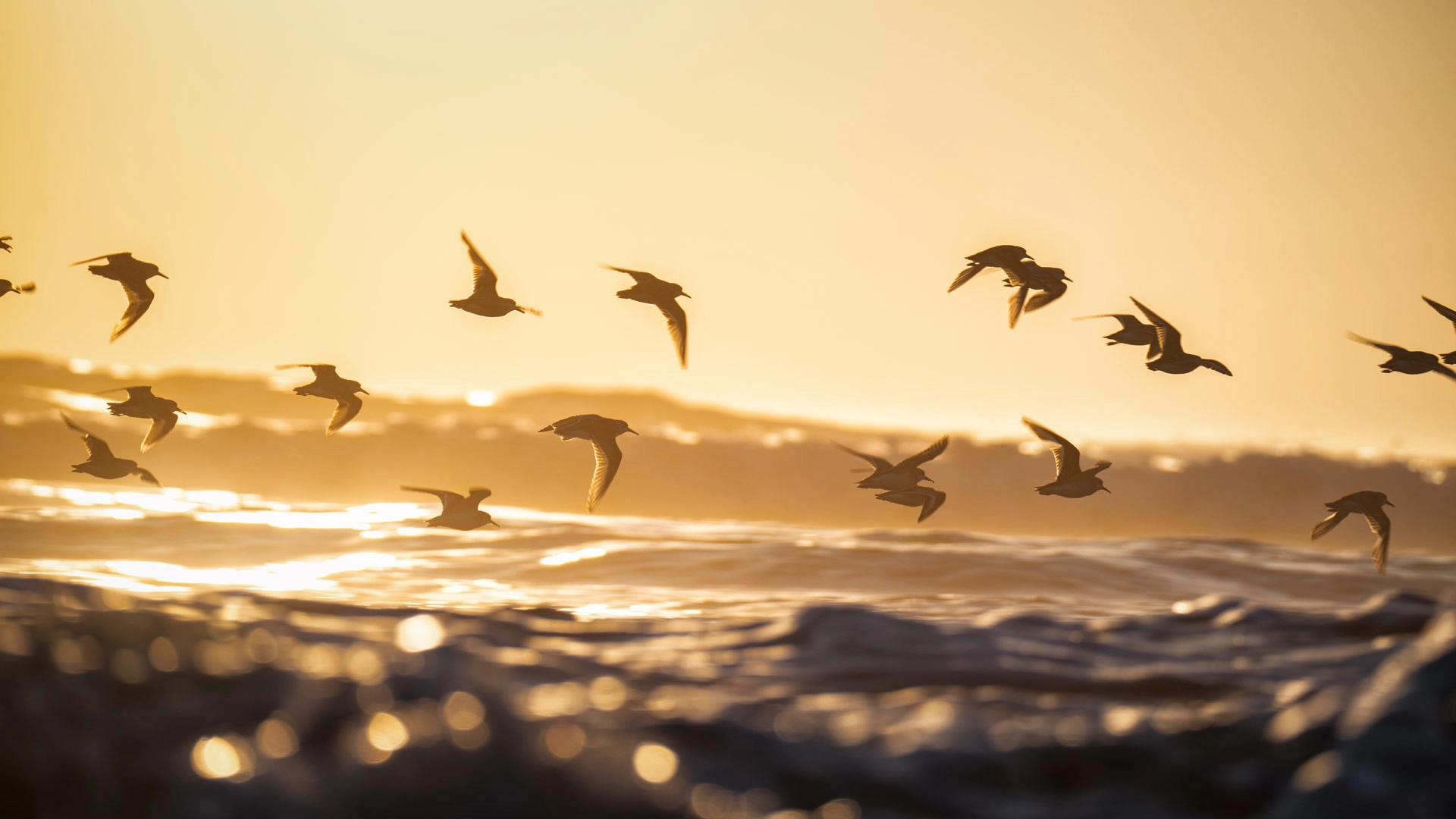snowy plovers in flight over waves at sunset