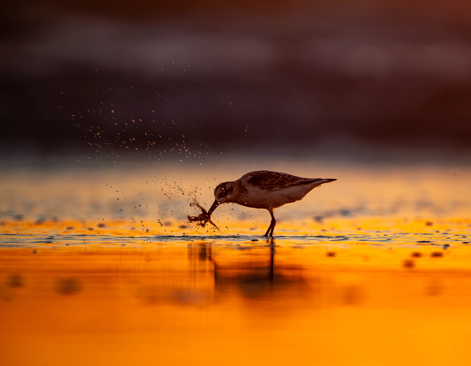 snowy plover shaking sand crab