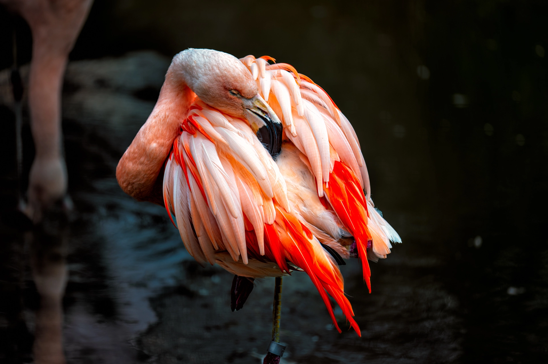 flamingo