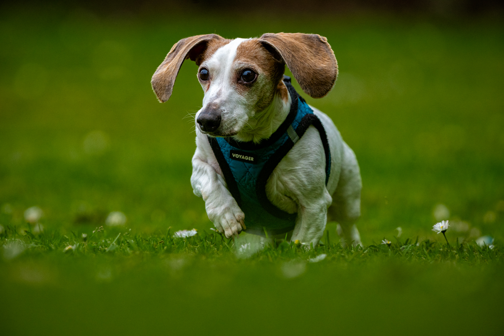 dog running in grass